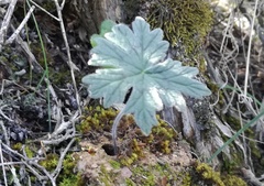 Pelargonium articulatum