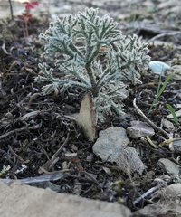 Eriospermum dregei