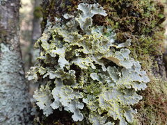Crocodia rubella
