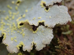 Crocodia rubella