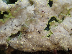 Crocodia rubella