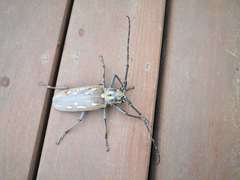 Batocera lineolata