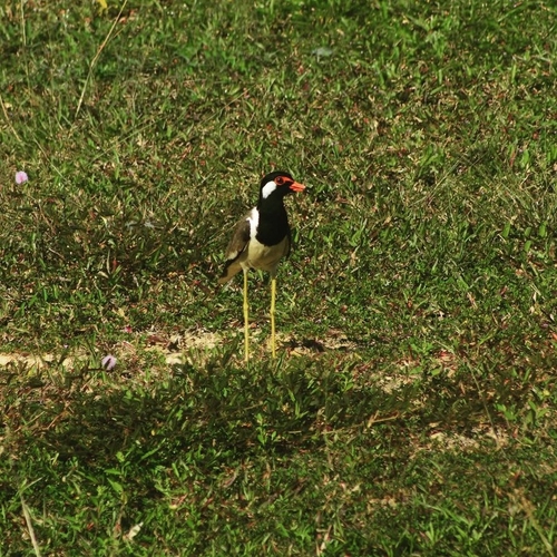 Red-wattled Lapwing