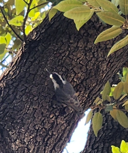 White-breasted Nuthatch