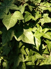 Hedera helix