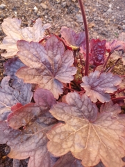 Heuchera
