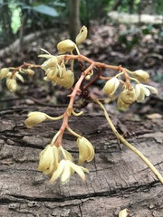 Erythrorchis altissima
