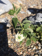 Lantana canescens