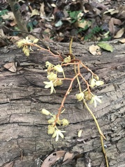 Erythrorchis altissima