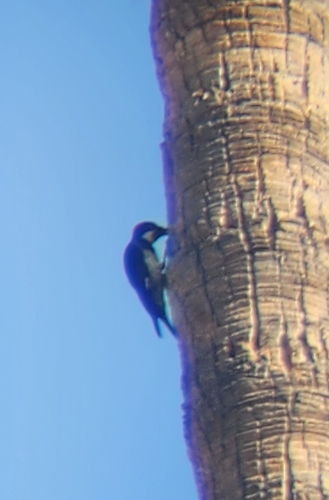 Acorn Woodpecker