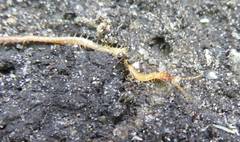 Geophilus flavus
