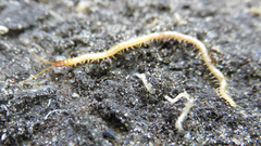 Geophilus flavus