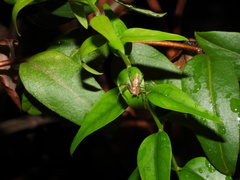 Oxyopes