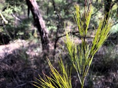 Caustis blakei
