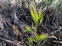 Caustis blakei