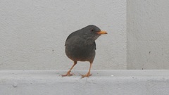 Turdus smithi