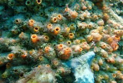Stolonica australis