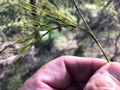 Caustis blakei