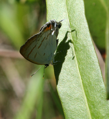 Hypolycaena thecloides