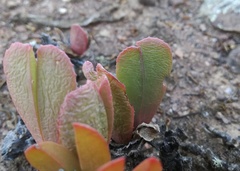 Acrodon purpureostylus