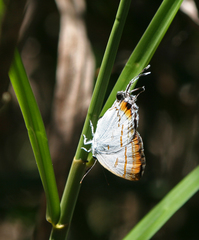 Hypolycaena thecloides