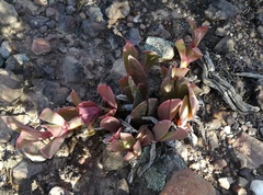 Acrodon purpureostylus