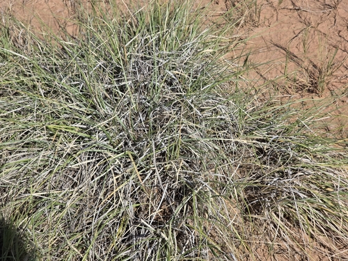 Alkali Sacaton