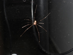 Pholcidae