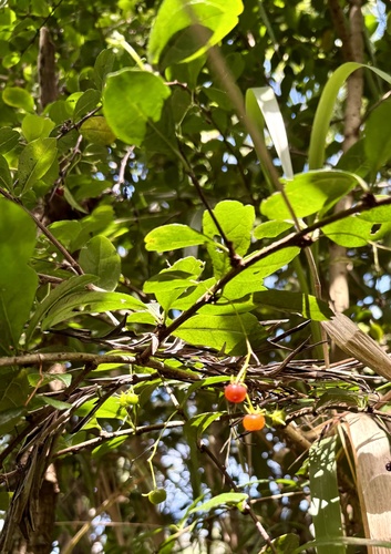 Ehretia microphylla observed 2026-06-11