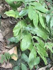 Zingiber kawagoii