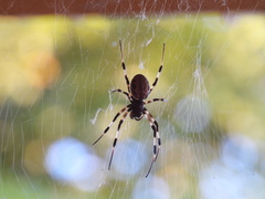 Nephilengys malabarensis