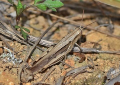 Stenocatantops splendens