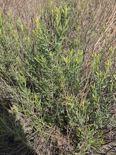 willow baccharis