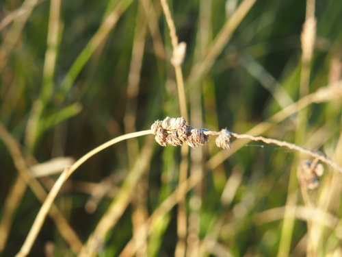 birdwood grass