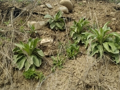 Verbascum songaricum