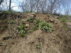 Verbascum songaricum