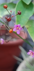 Talinum paniculatum