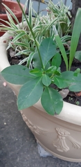 Talinum paniculatum