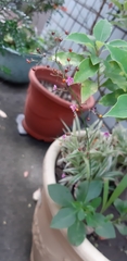 Talinum paniculatum