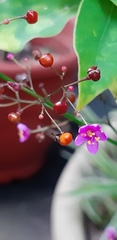 Talinum paniculatum