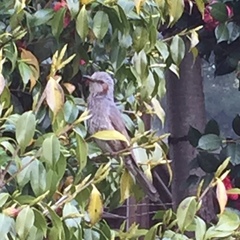 Hypsipetes amaurotis