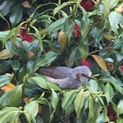 Hypsipetes amaurotis