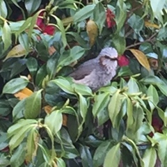 Hypsipetes amaurotis