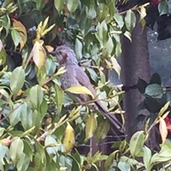 Hypsipetes amaurotis