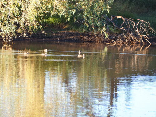Grey Teal