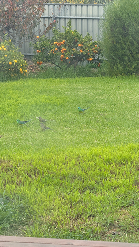 Red-rumped Parrot