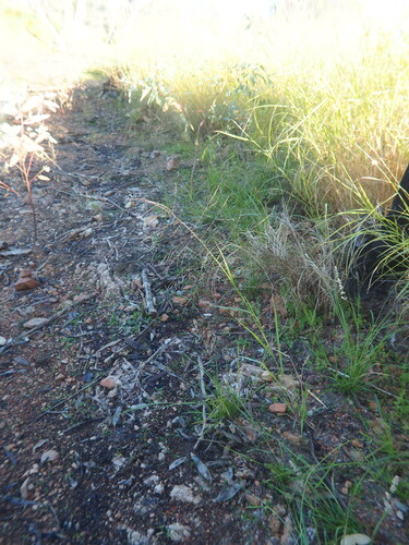 Australian Millet