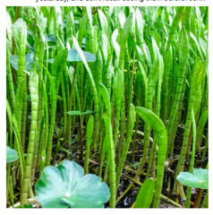 Lilaeopsis carolinensis