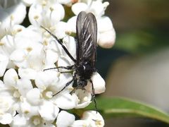 Empis ciliata