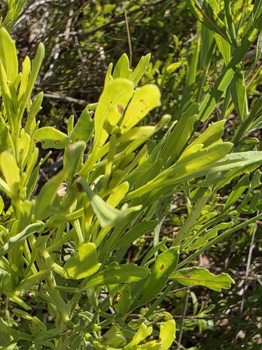 willow baccharis